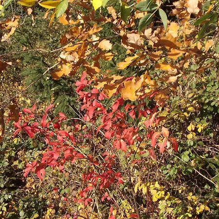 Berggarten Schwalenberg Schieder-Schwalenberg