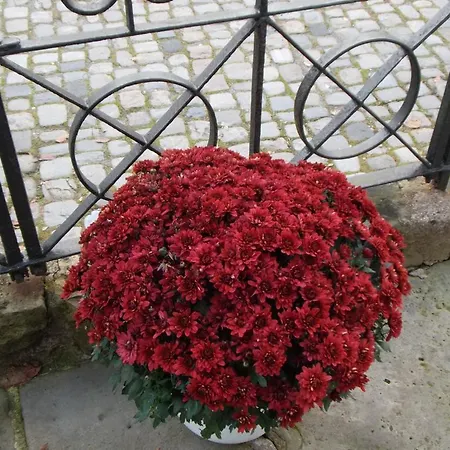 Berggarten Schwalenberg