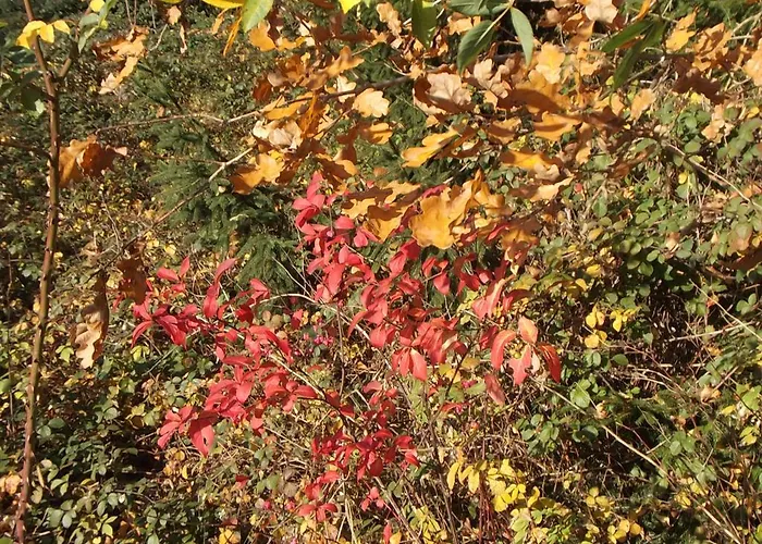 Berggarten Schwalenberg 席德尔·施瓦伦贝尔